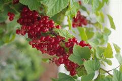 Organic plants course.